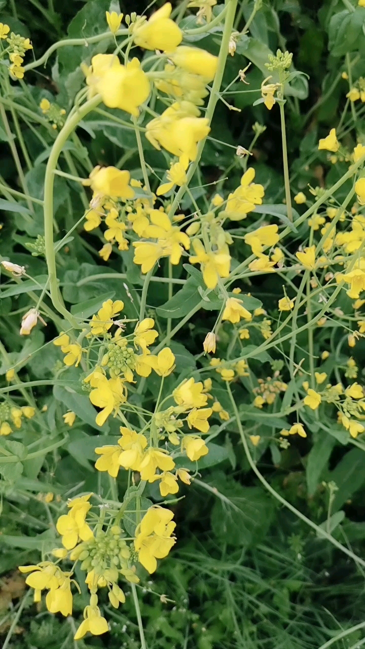 一束野生油菜花图片