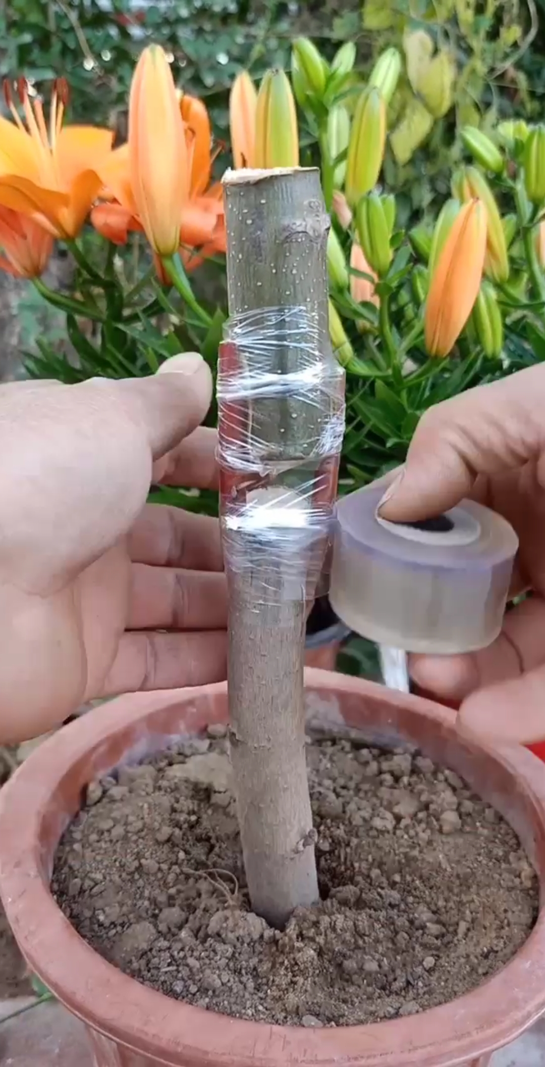 最潮劳动者#桥接嫁接技术,适用于果树木本花树