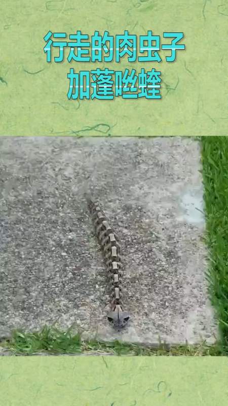 行走的肉虫子,加蓬咝蝰,挺吓人的!