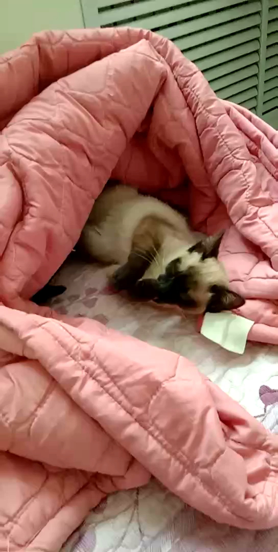 在被子里睡觉多舒服