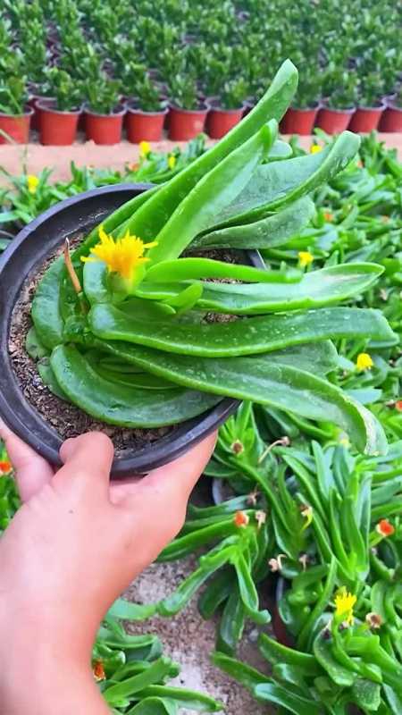 佛手托金又来了,即是多肉也是花卉,家中缺?