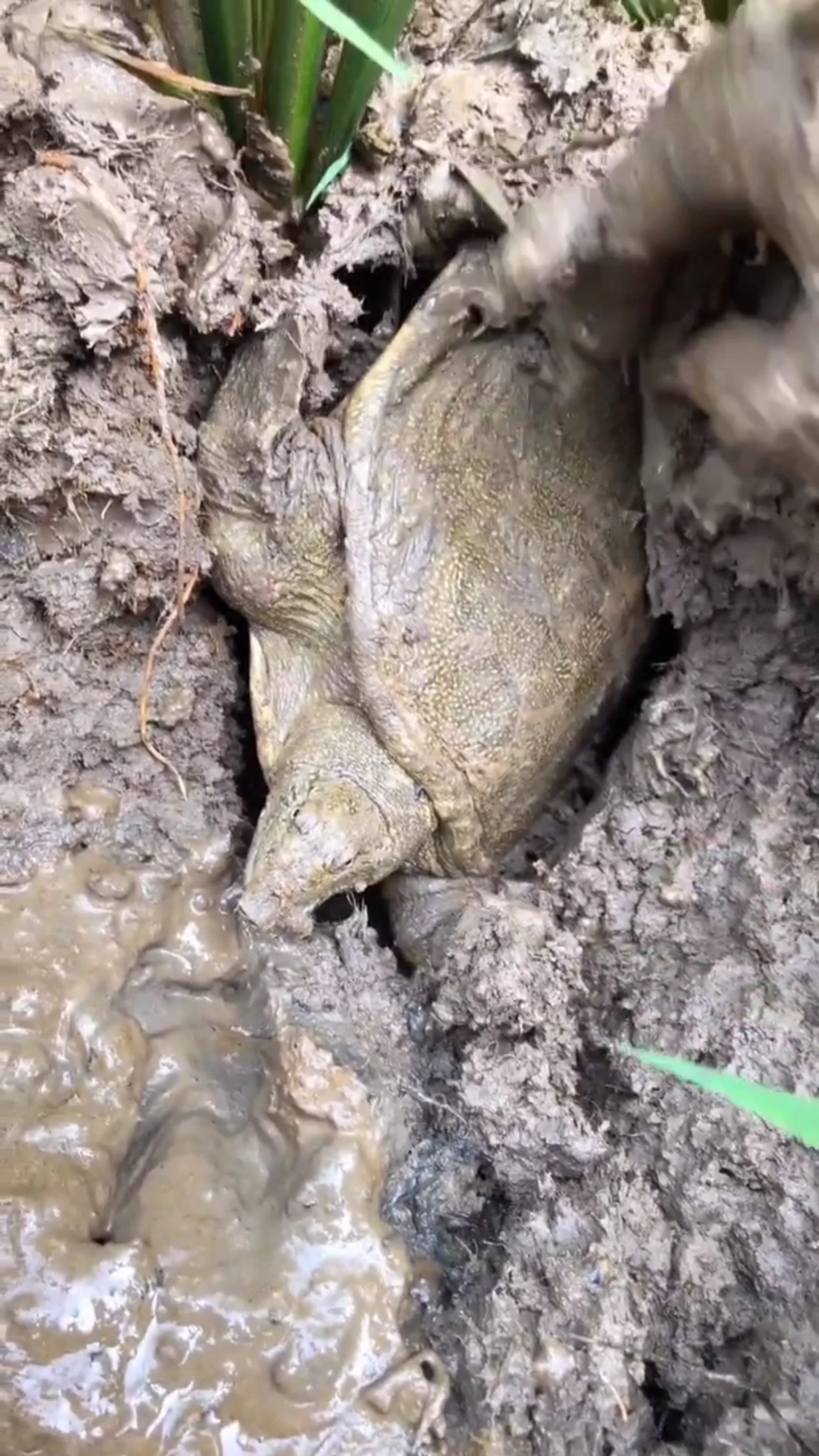 稻田下发现大甲鱼