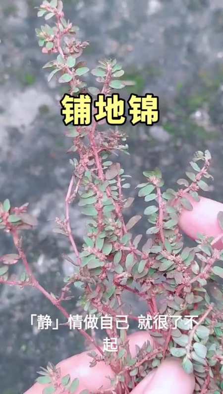 农村里的铺地锦草#了不起的我@静心口服液#植物