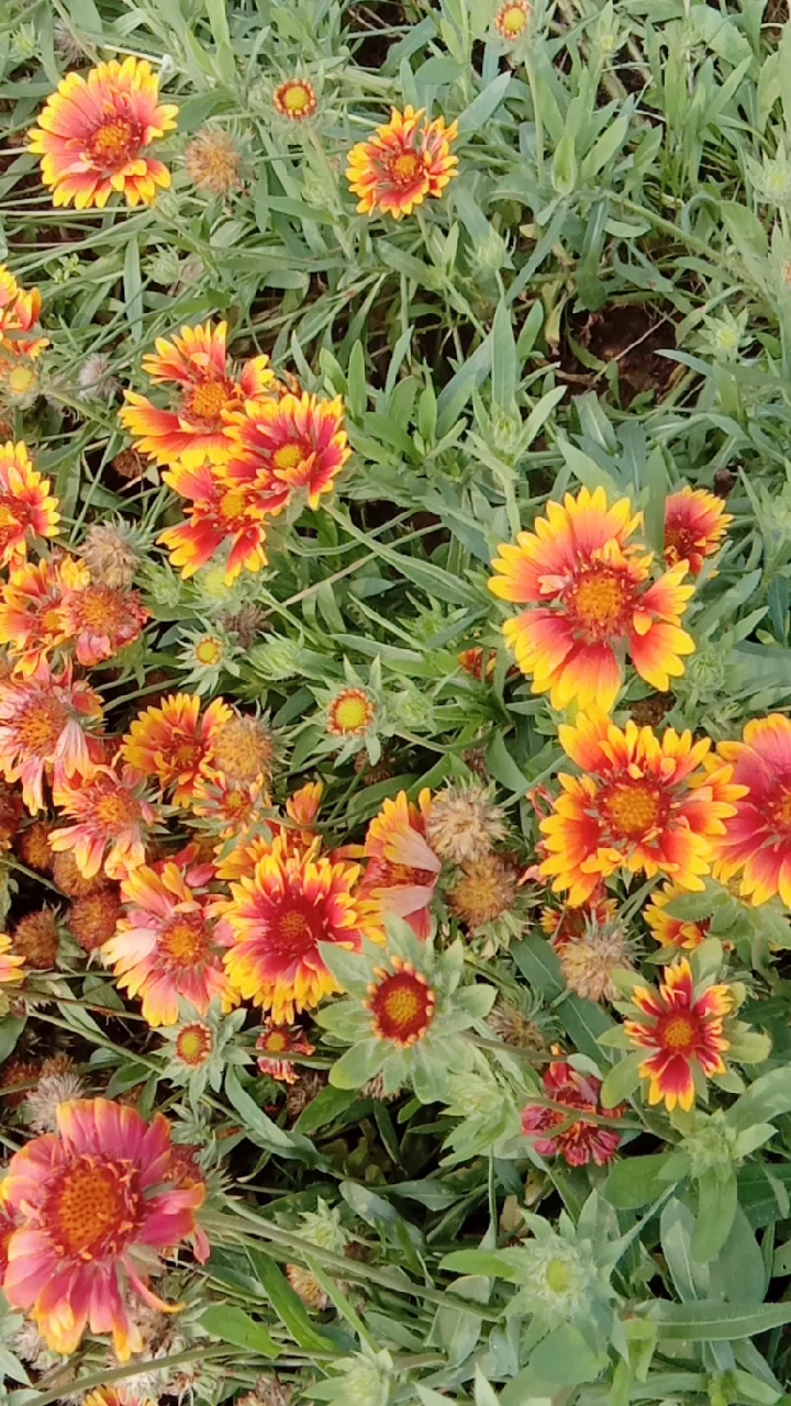 宿根天人菊花花海!