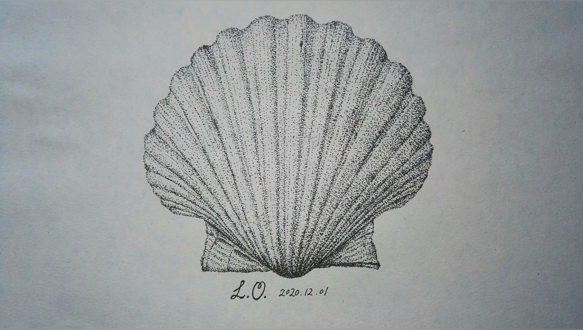 海贼王#水笔画点画素描《扇贝》