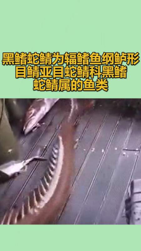 我要上热门#黑鳍蛇鲭为辐鳍鱼纲鲈形目鲭亚目蛇鲭科,黑鳍蛇鲭属的