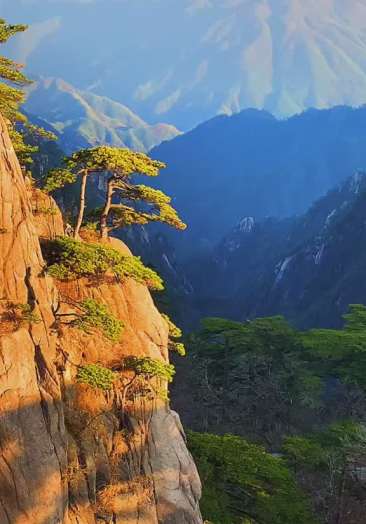 黄山松具有顶风傲雪的自强精神百折不挠的进取精神坚韧不拔的拼搏精神