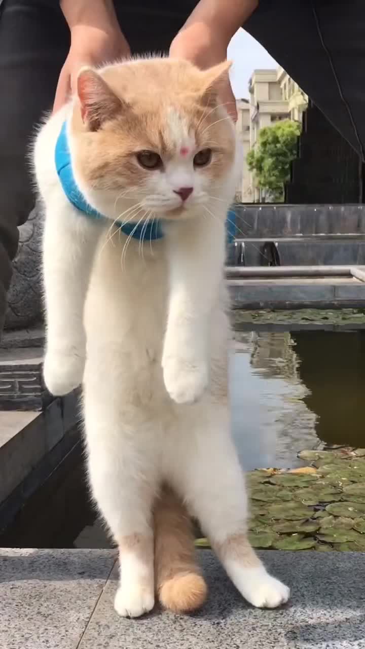 搞笑萌宠山胖的第十三个模仿秀阿纯全网男女通用脸