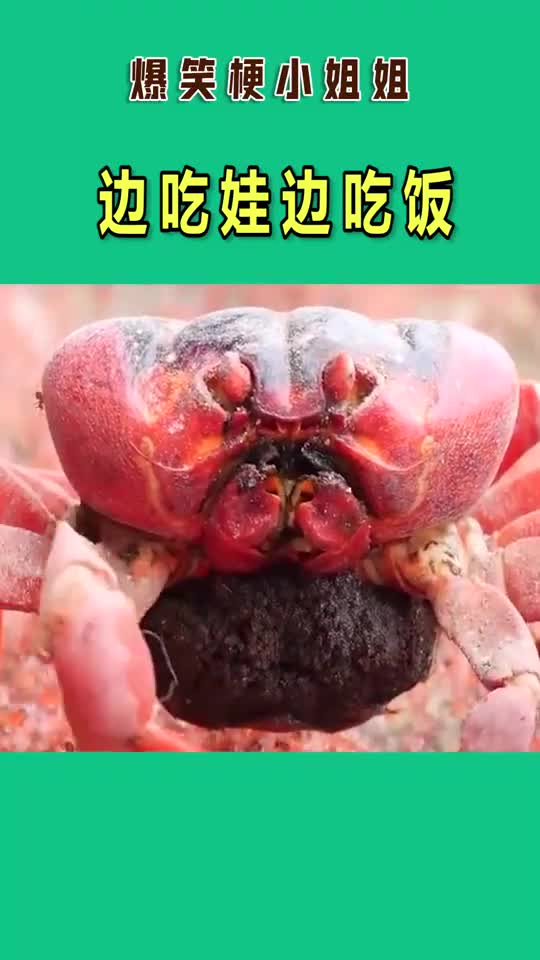 红螃蟹一边生宝宝,一边吃饭补充营养