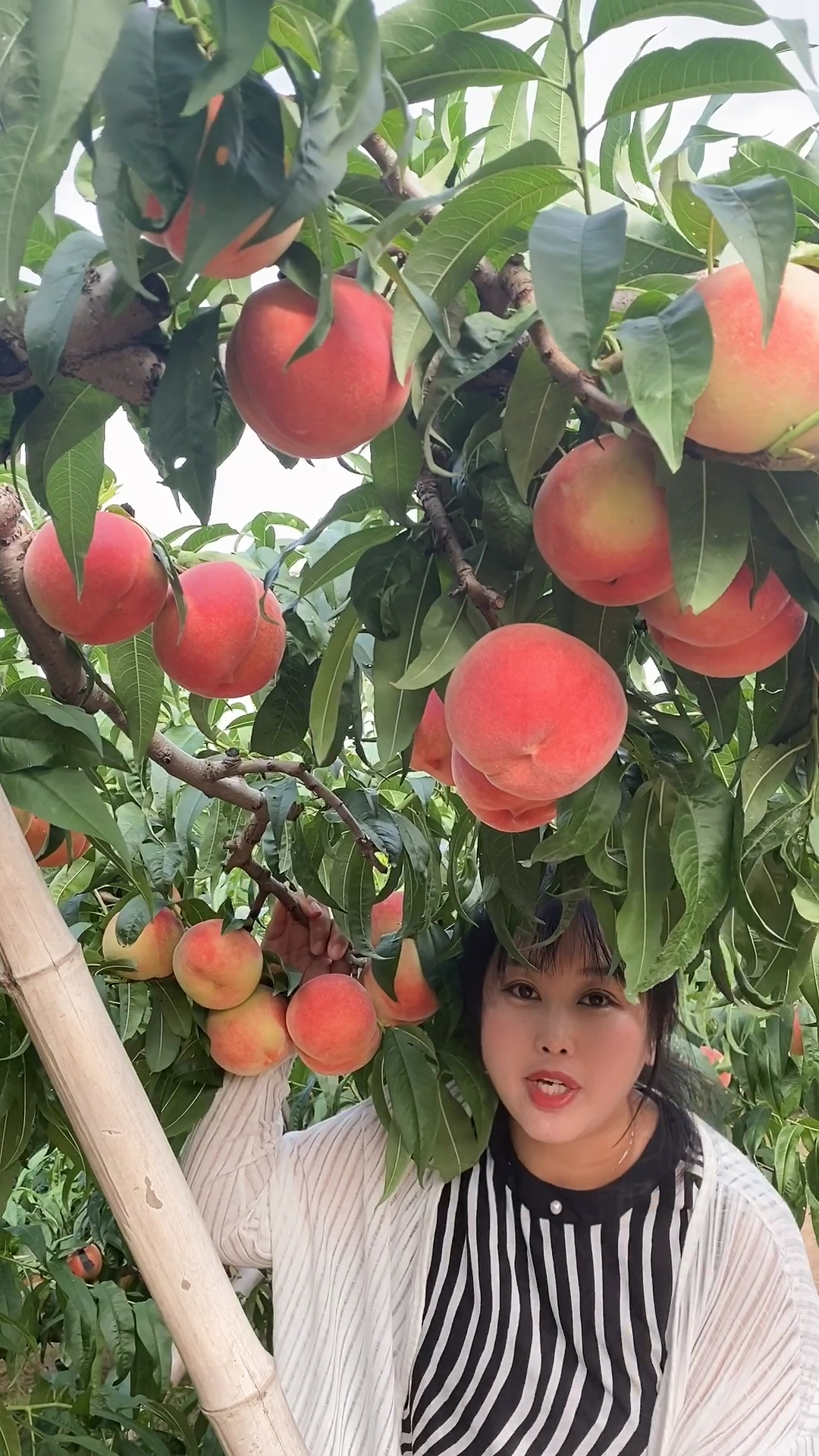 一斤左右的9号大毛桃口感甜耐储运