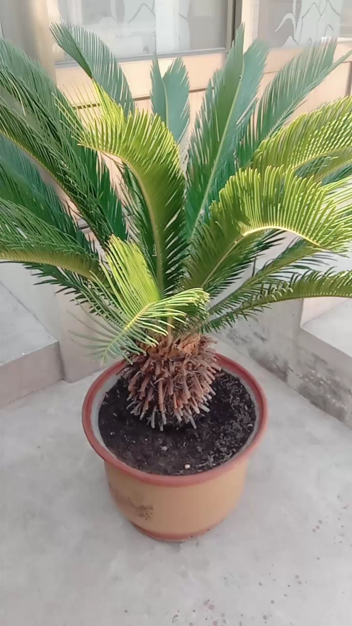 我的铁树二十年了,怎么不开花呢?