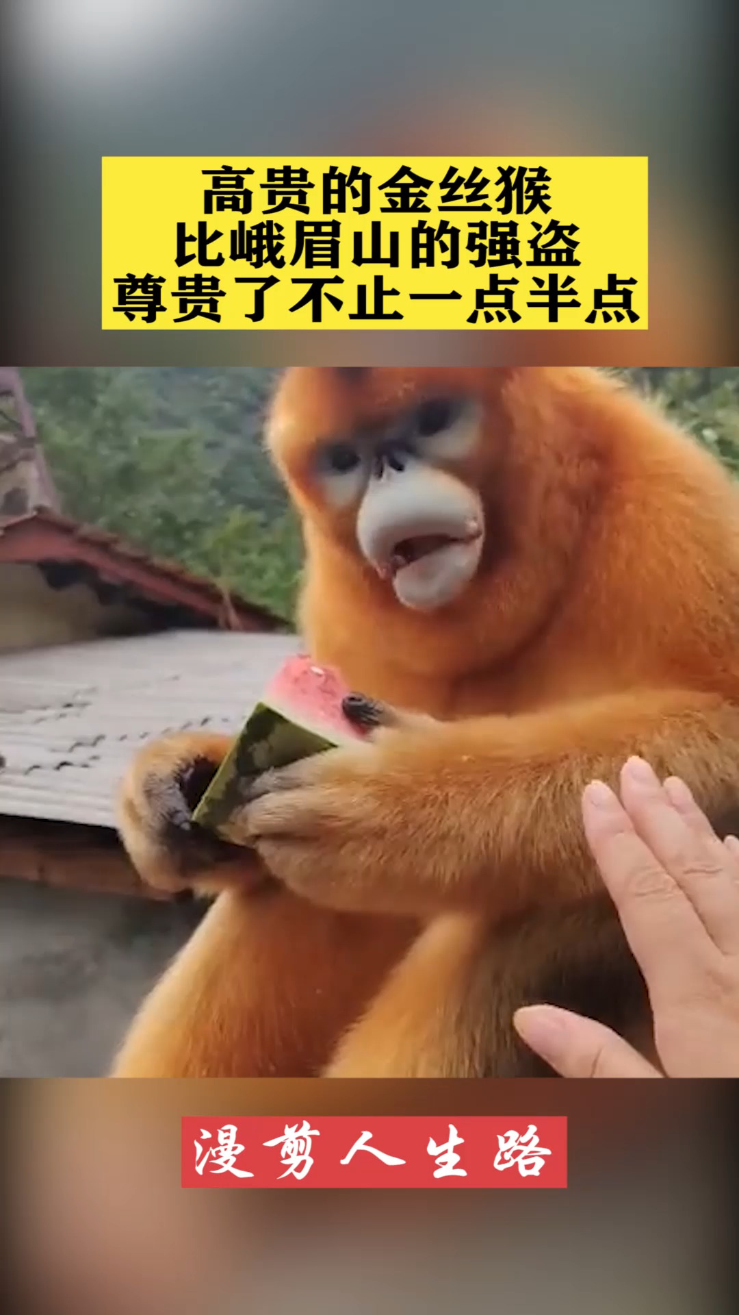 高贵的金丝猴,比峨眉山的强盗,尊贵了不止一点半点!