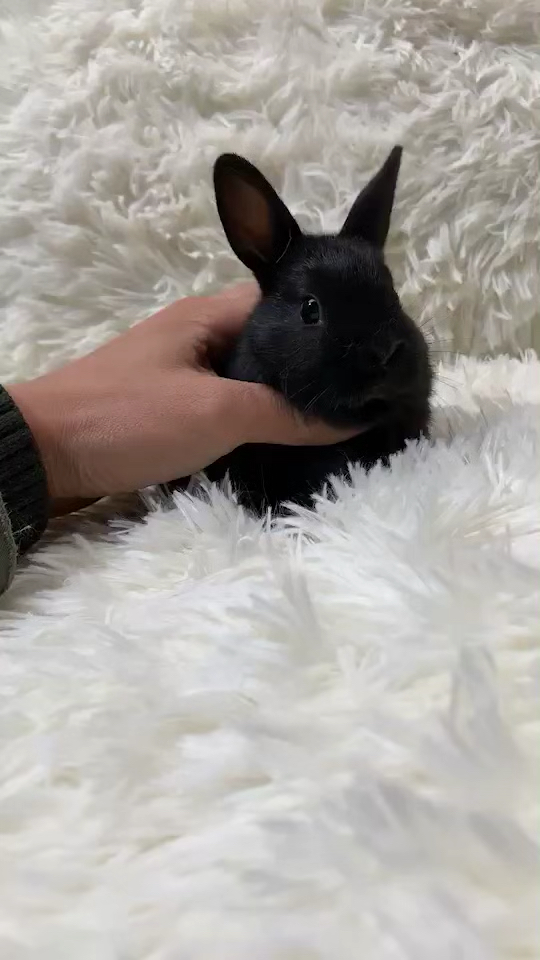 小黑娃,很老实的孩子