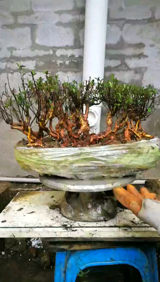 映山红精品从林矮霸老桩