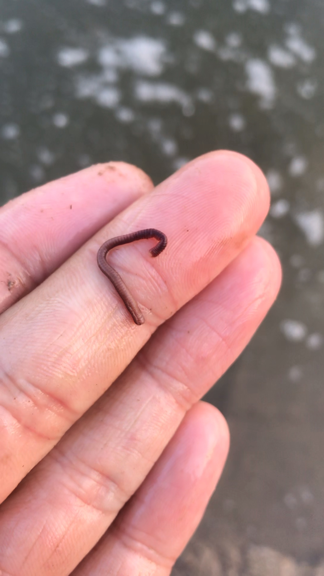 小蚯蚓如何野钓爆护  你信吗