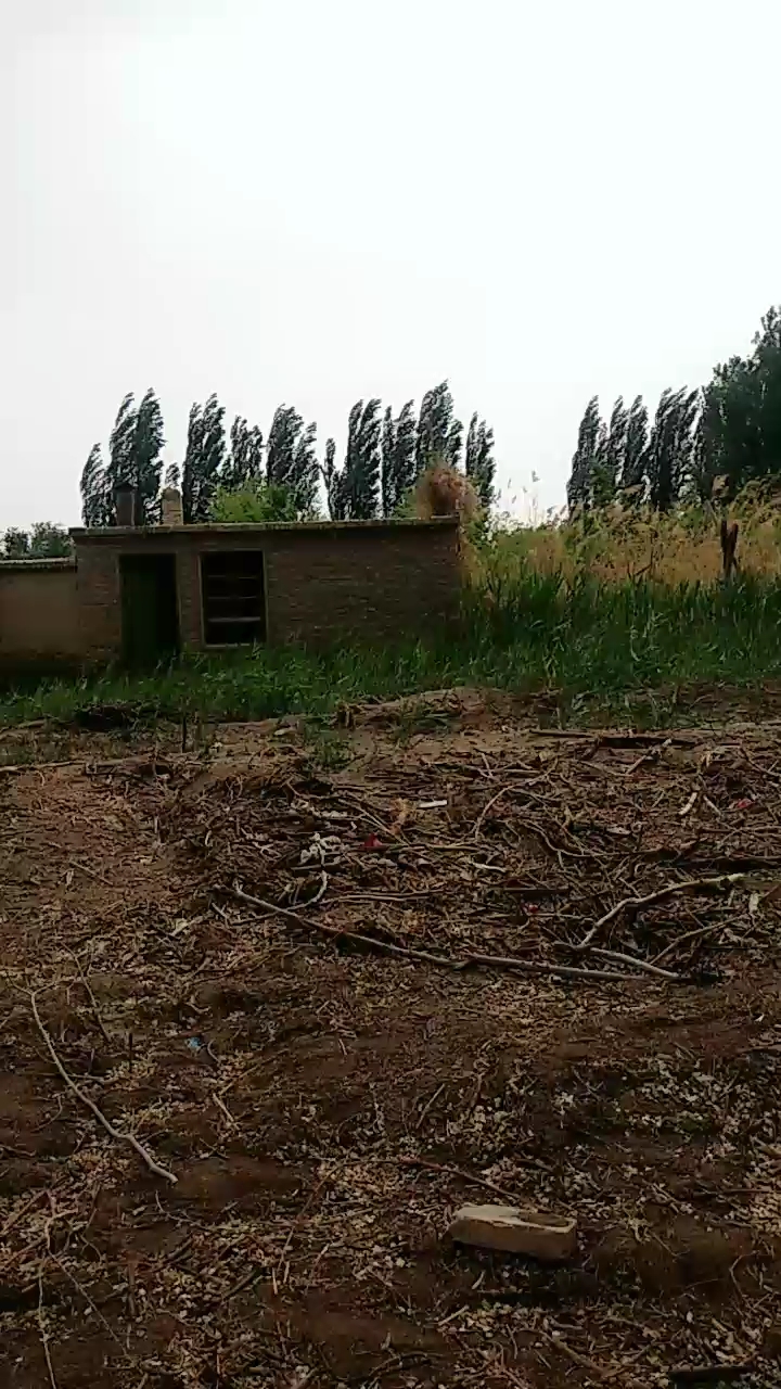 新疆库尔勒市红旗花园的香梨园子,这里是农村