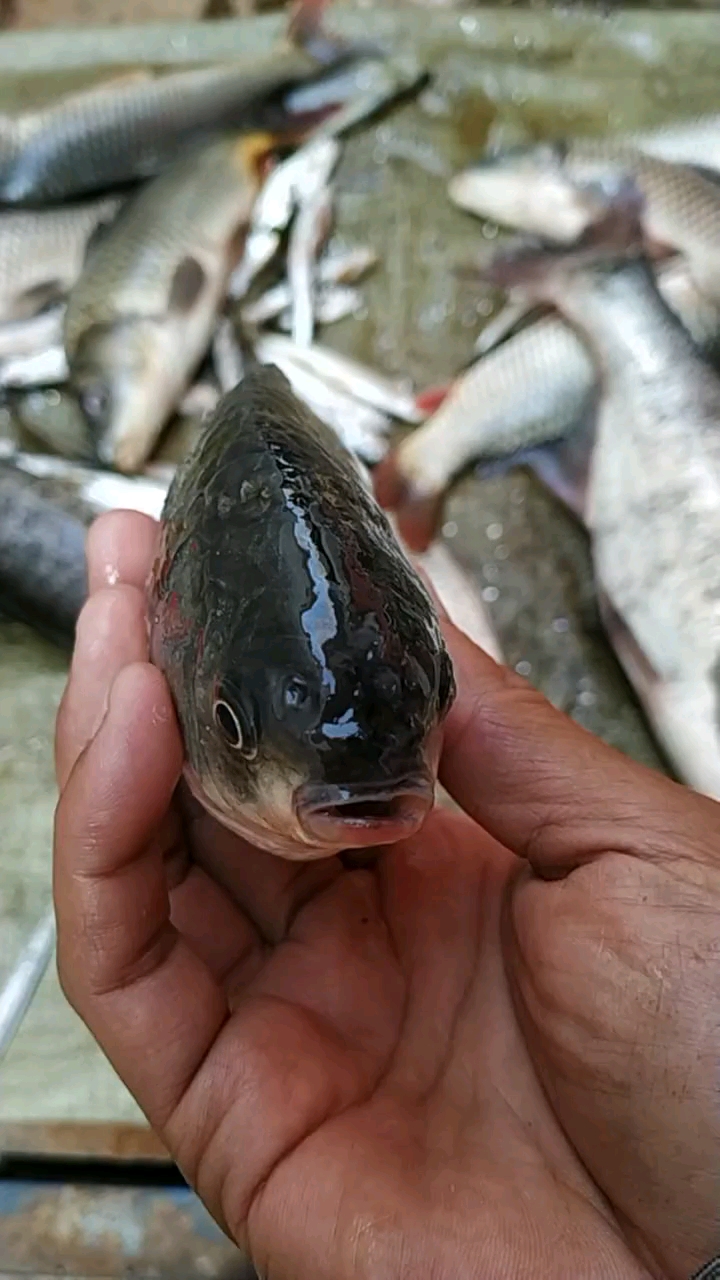 我家萌宠成精了#樱桃小嘴鲫鱼