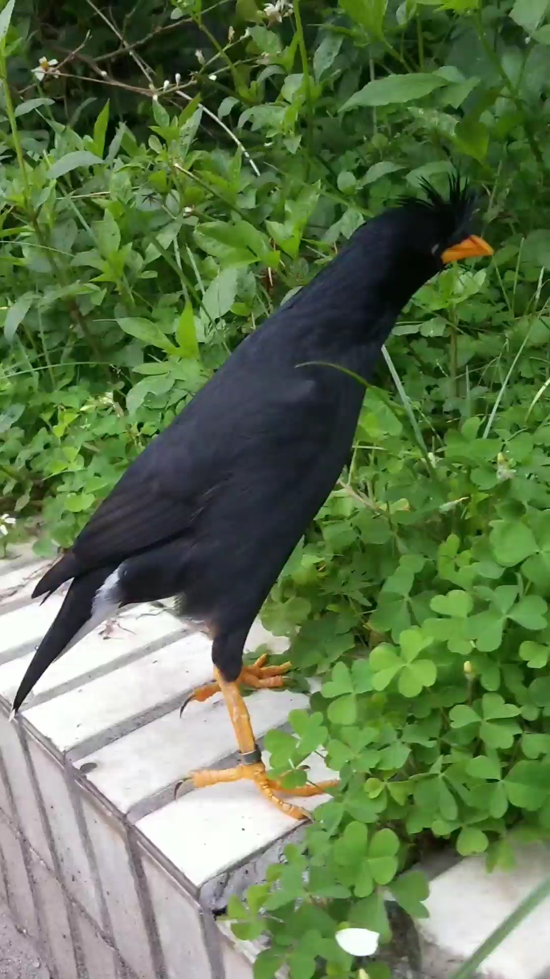 典型的公八哥身形