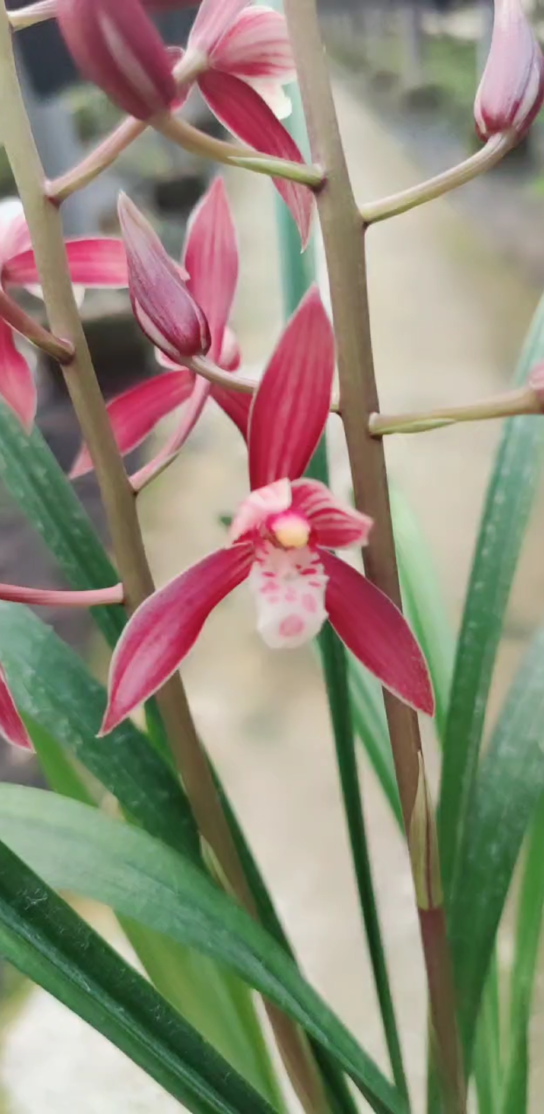 兰花小站#秋榜 版纳红 红花盛开中 喜欢的兰友看过来-度小视