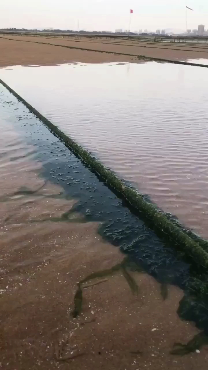 在海邊,紫菜隨手抓一大把!