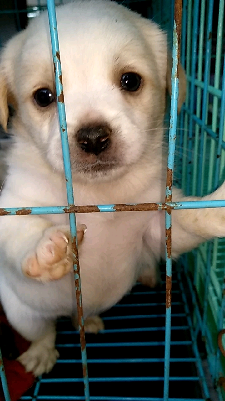 狗狗成精了#一不小心被这只小狗萌翻了