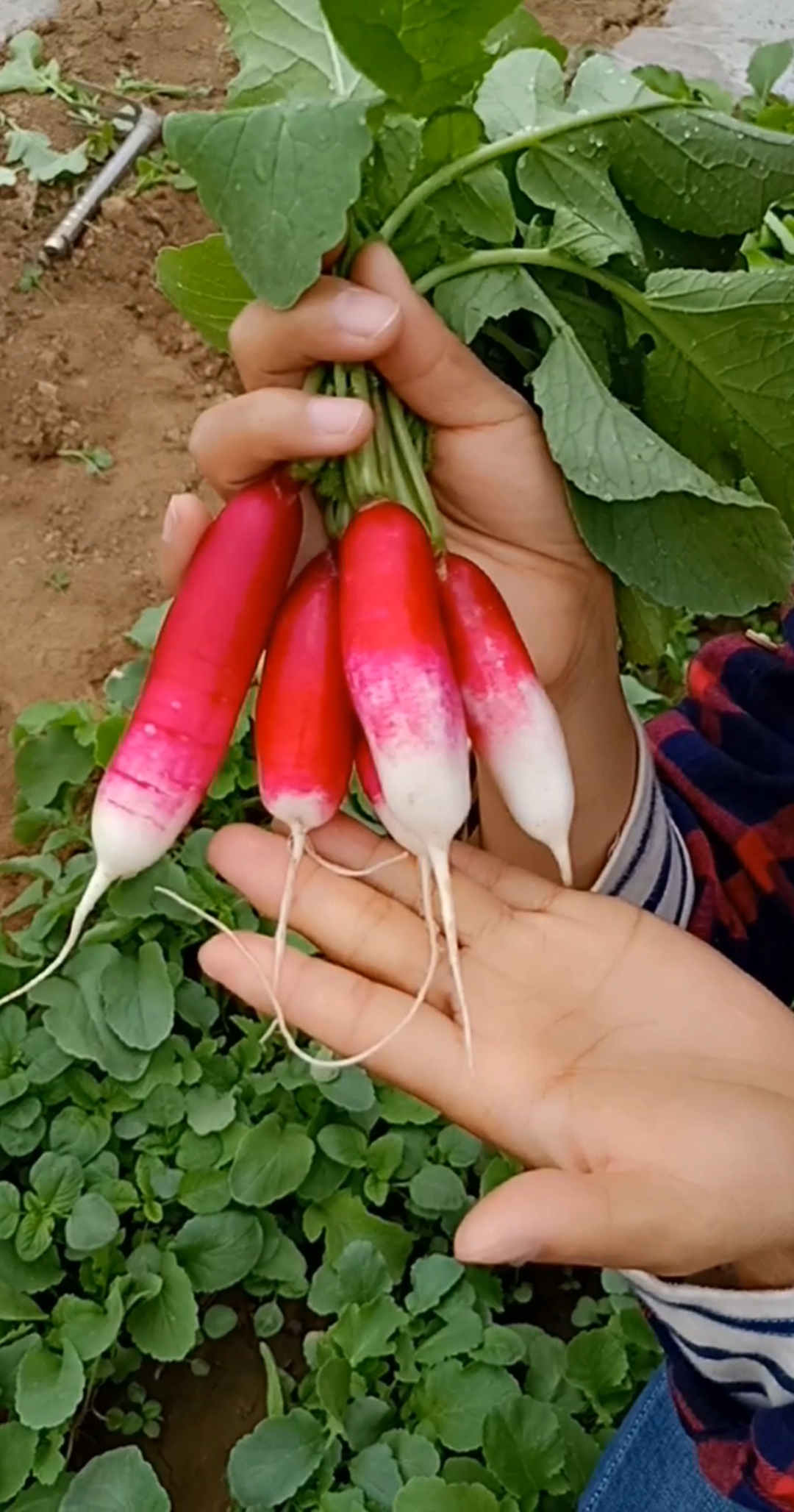 手指萝卜甜脆爽口,迷你可爱,从种到收一个月,你也种一些吧
