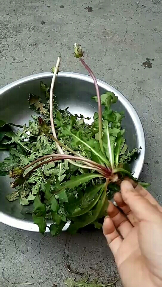 野生婆婆丁,有认识的吗?