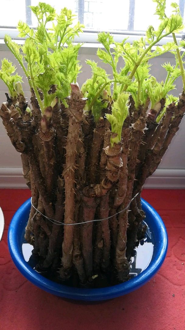 民国的时候,为何长白山山民冬天还能吃到刺老芽,他们有一个绝招