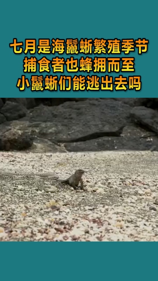 动物世界#七月是海鬣蜥繁殖的季节,捕食者也蜂拥而至.
