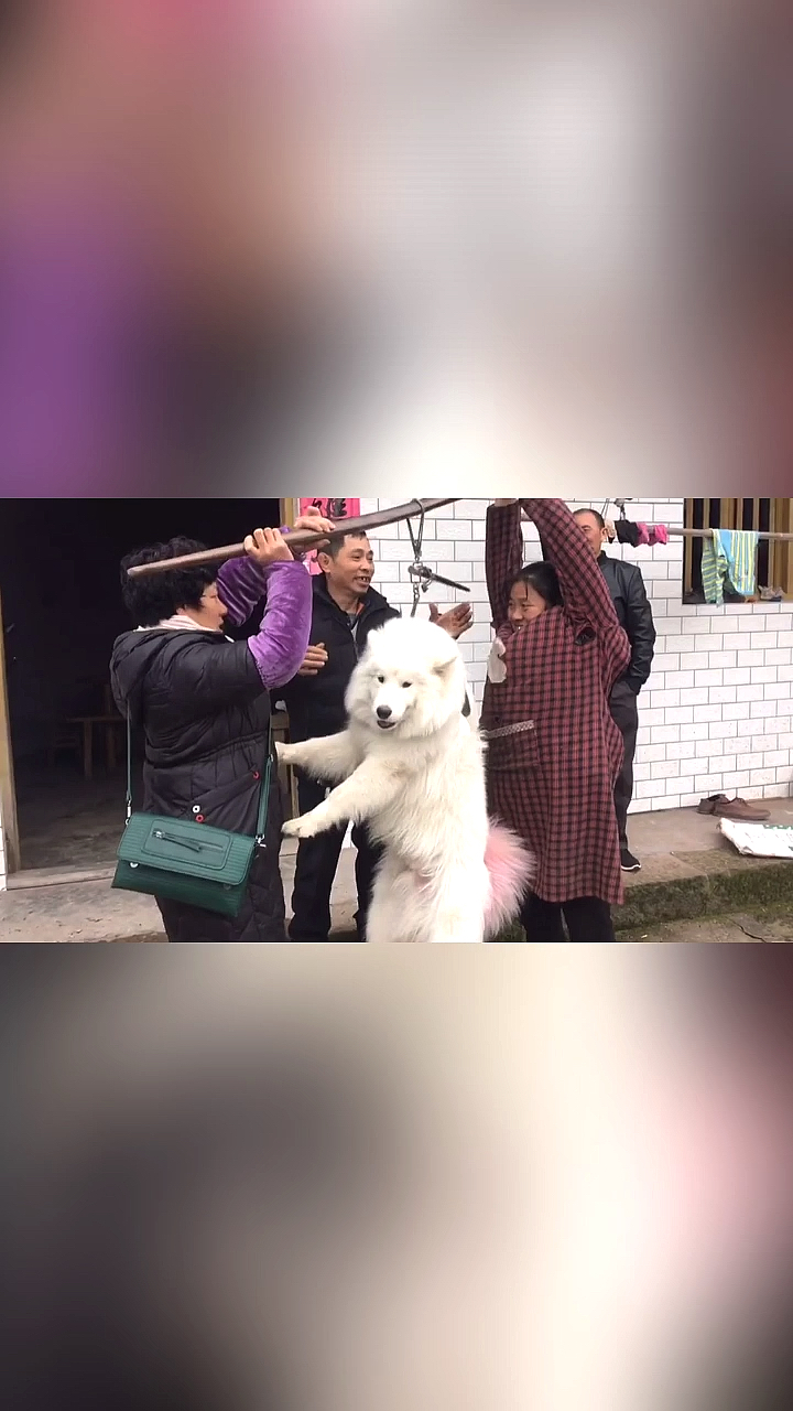 搞笑萌宠#昨天猪就是这样称没的,救命呀
