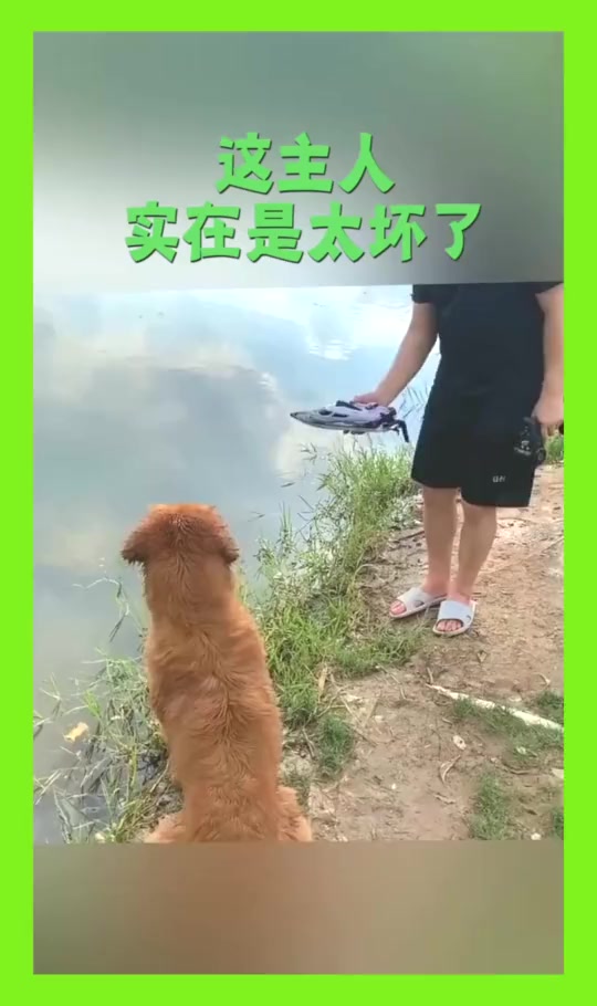 搞笑段子#这主人实在是太坏了,竟然放个遥控船,让狗子去追