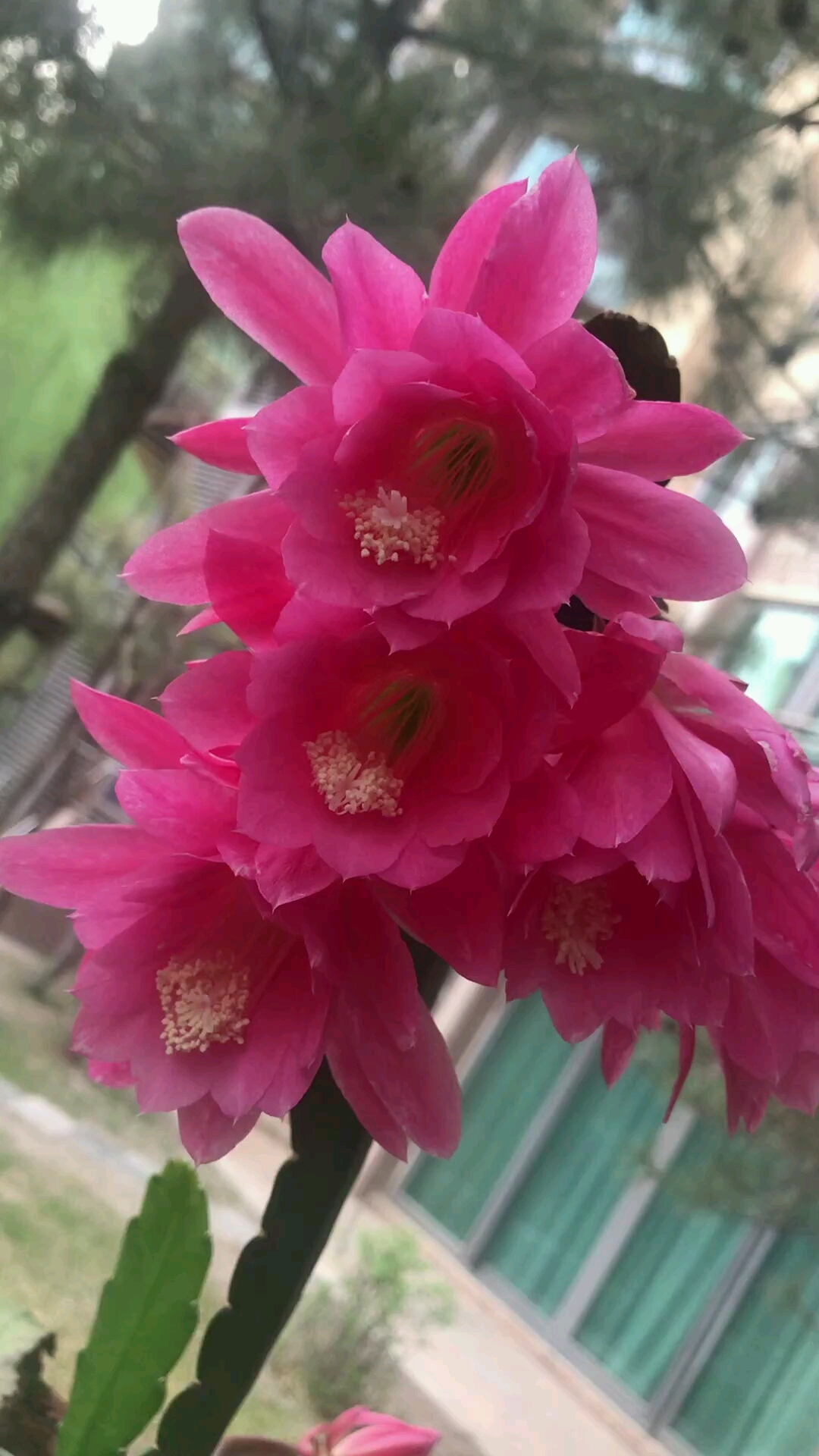 好邻居于姐l令箭荷花开啦!最喜欢粉