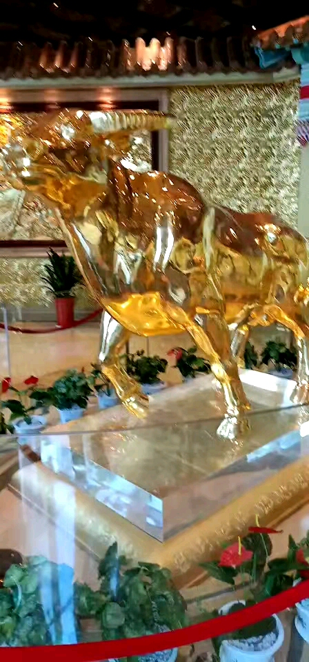 华西金牛