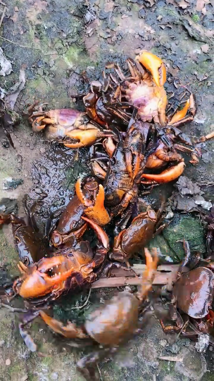 山螃蟹