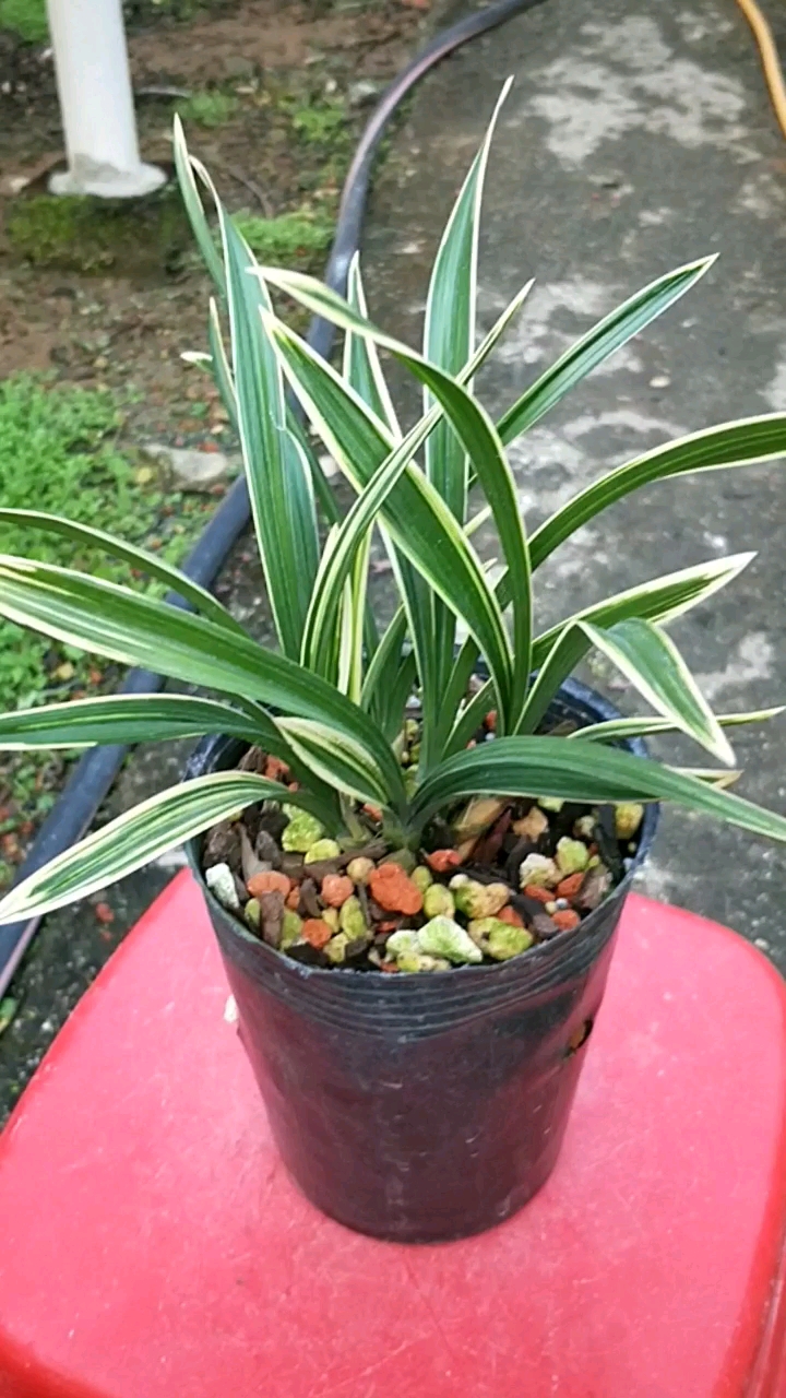 彩云荷～春兰矮种金边线艺,花艺双全!