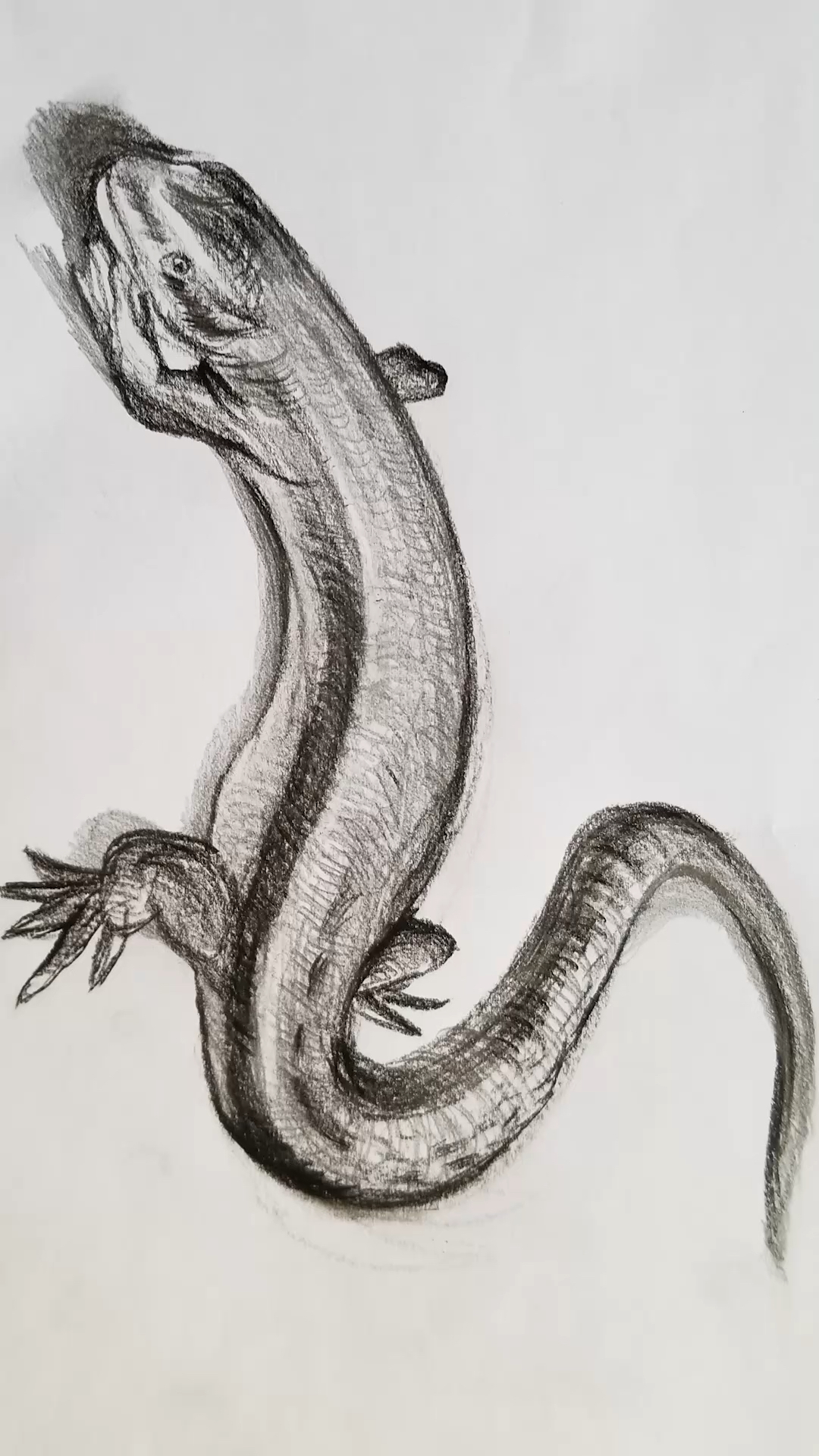 素描一只小蜥蜴,15分钟搞定,一看就会-度小视