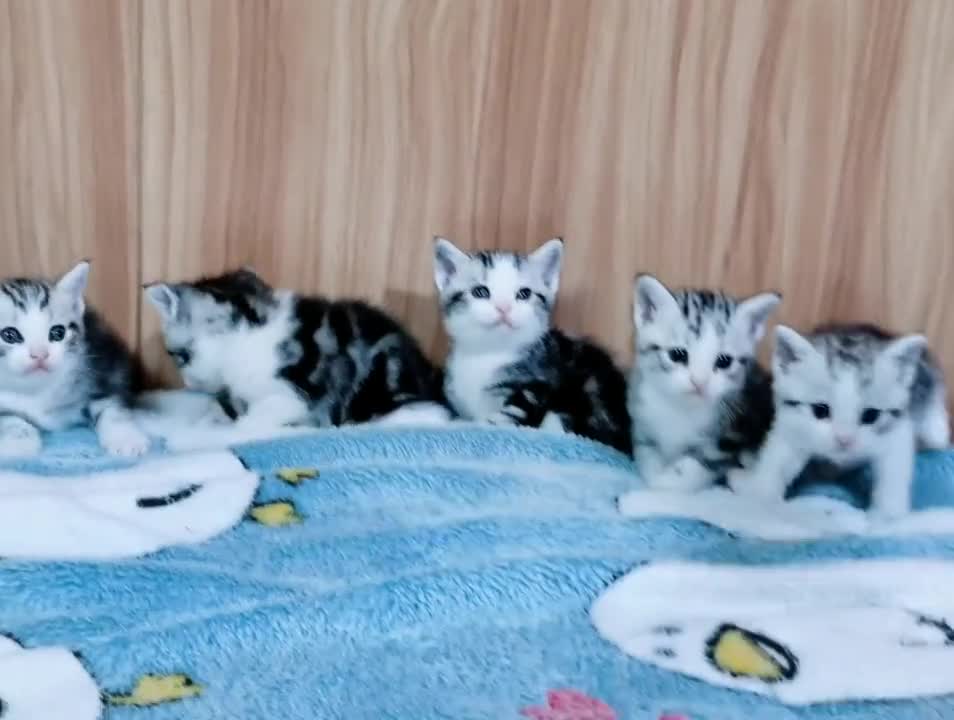 刘亦菲猫起司猫美短加白一窝起司宝宝都是粉鼻子满月了