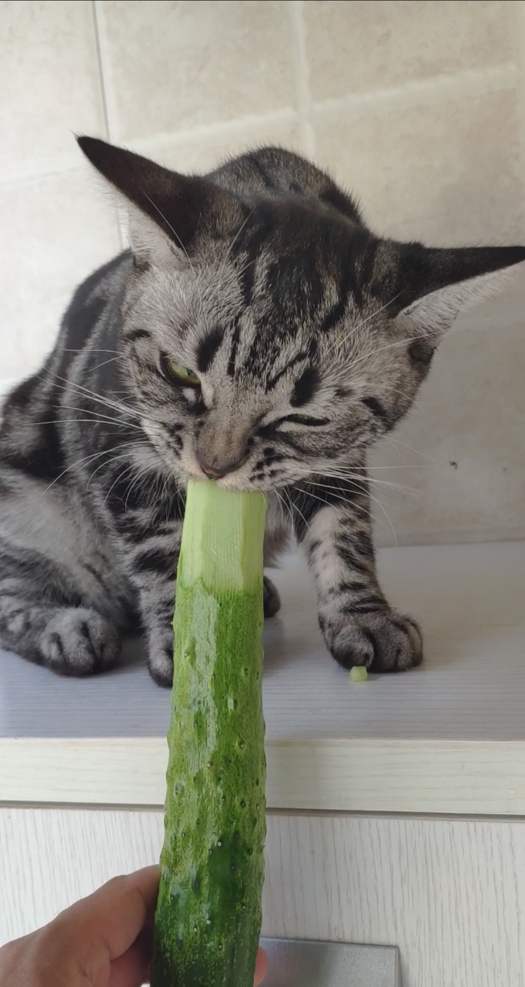 敷黄瓜的猫图片