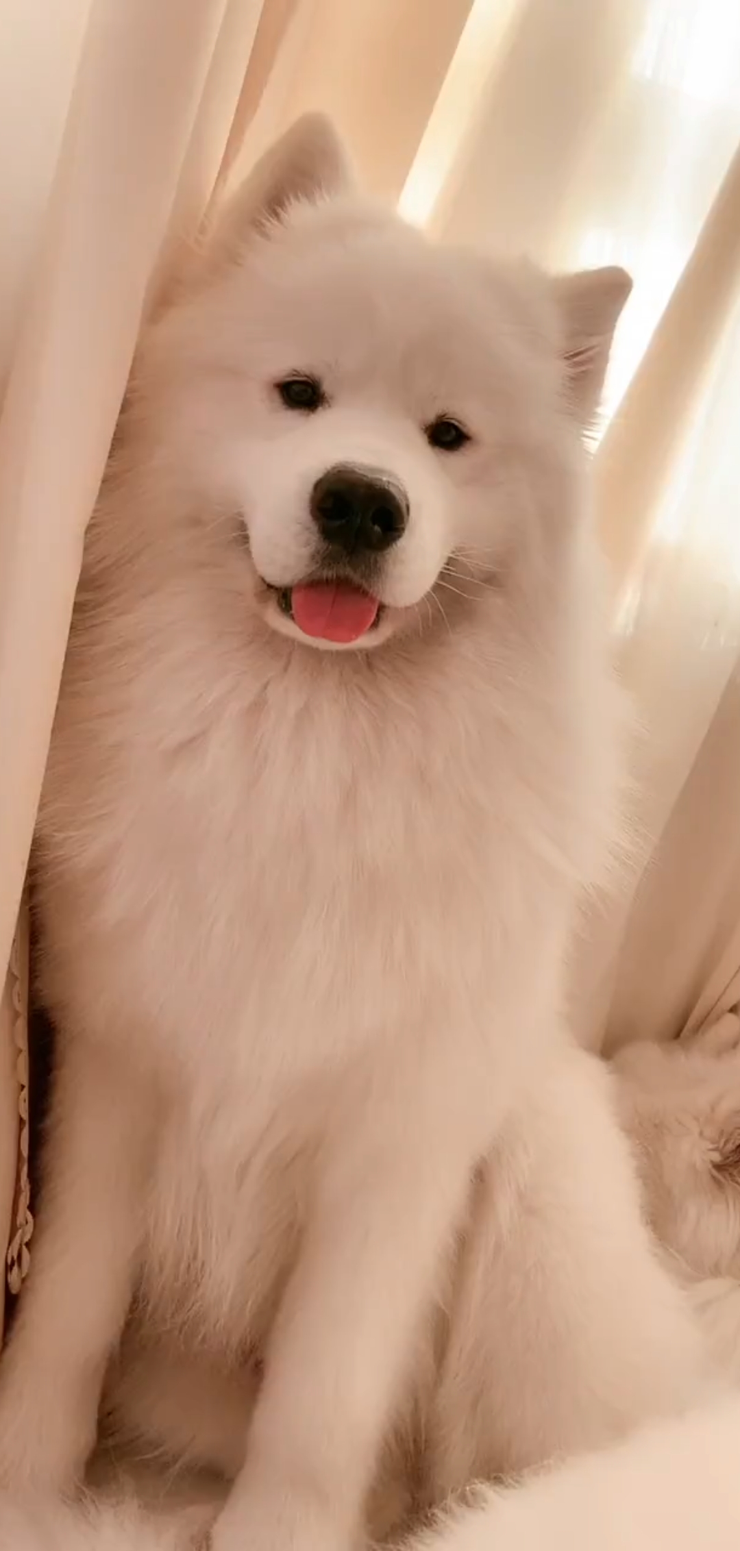 五只萨摩耶每天准时叫主人起床,傻白甜太可爱了