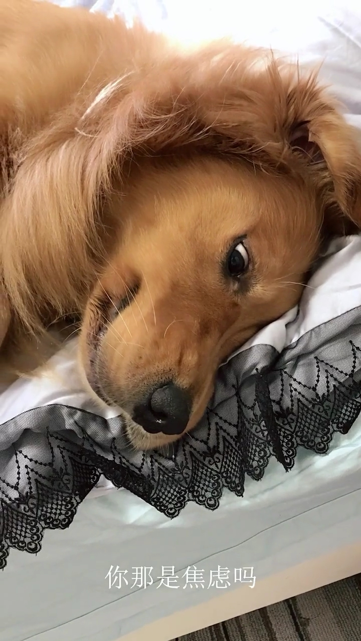 我家宠物成精了#为什么晚上会睡不着觉呢?