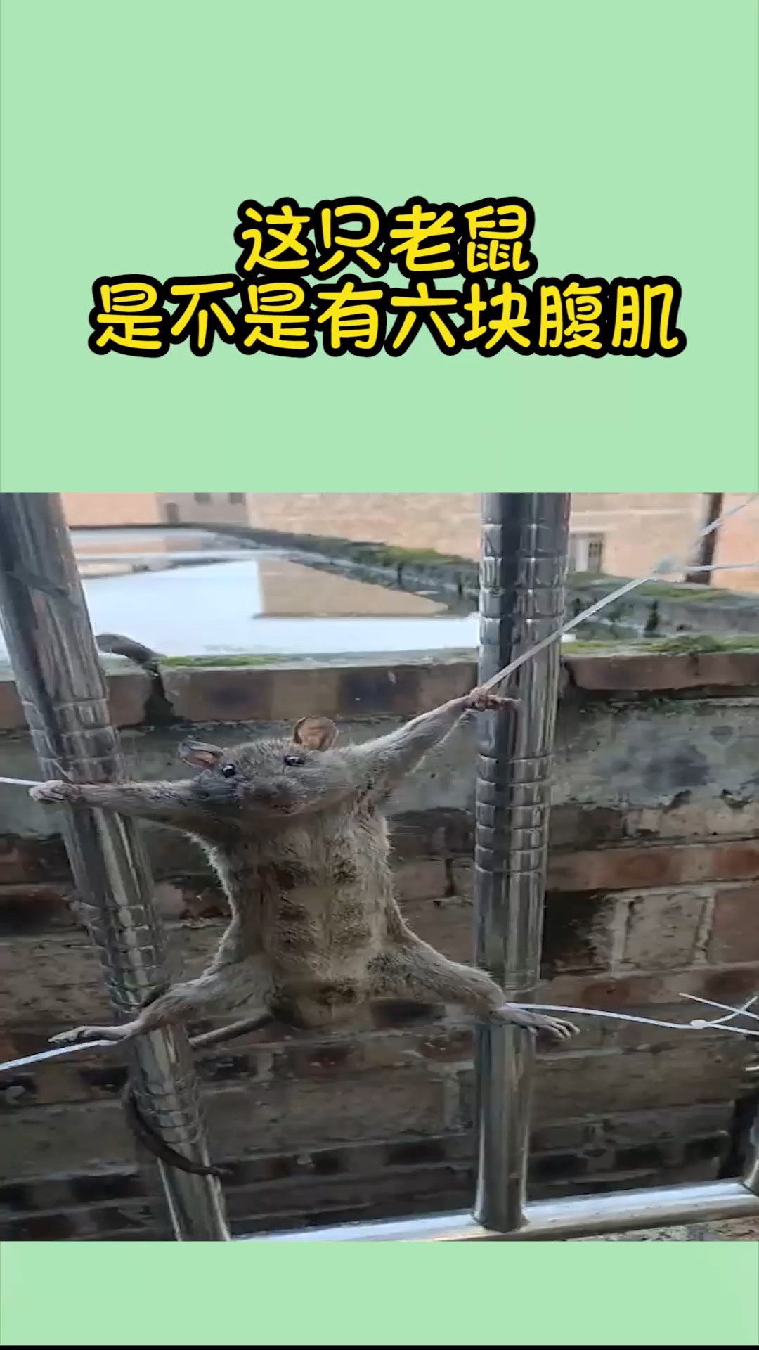 我要上热门#大家帮忙看一下这只老鼠是不是有六块腹肌