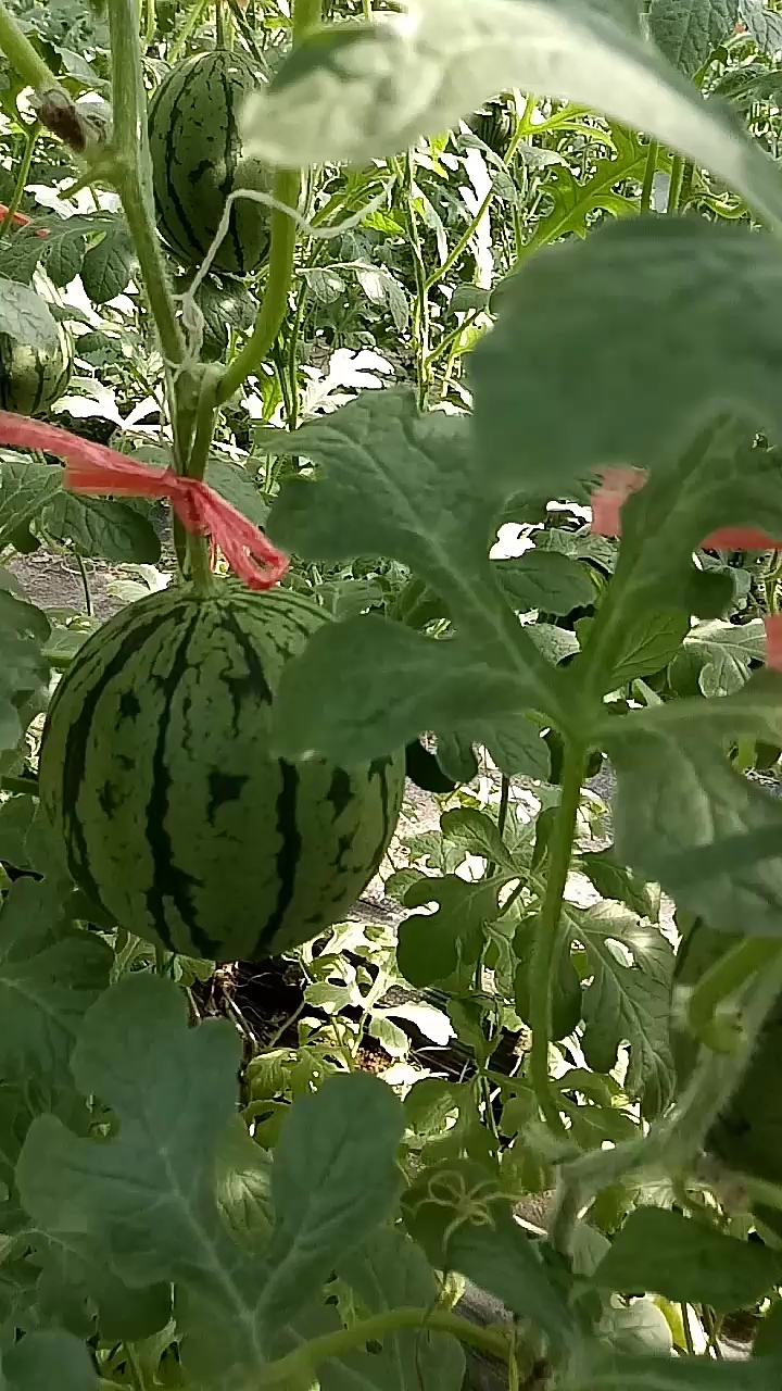 郑路珍珠红西瓜熟了有要地了吗12:元1斤