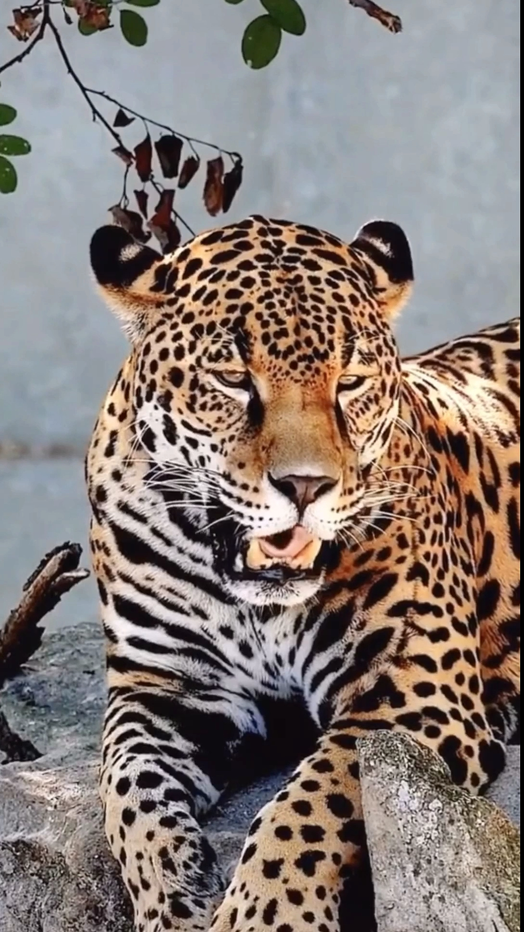 花豹#近距离拍摄!非常漂亮的花豹