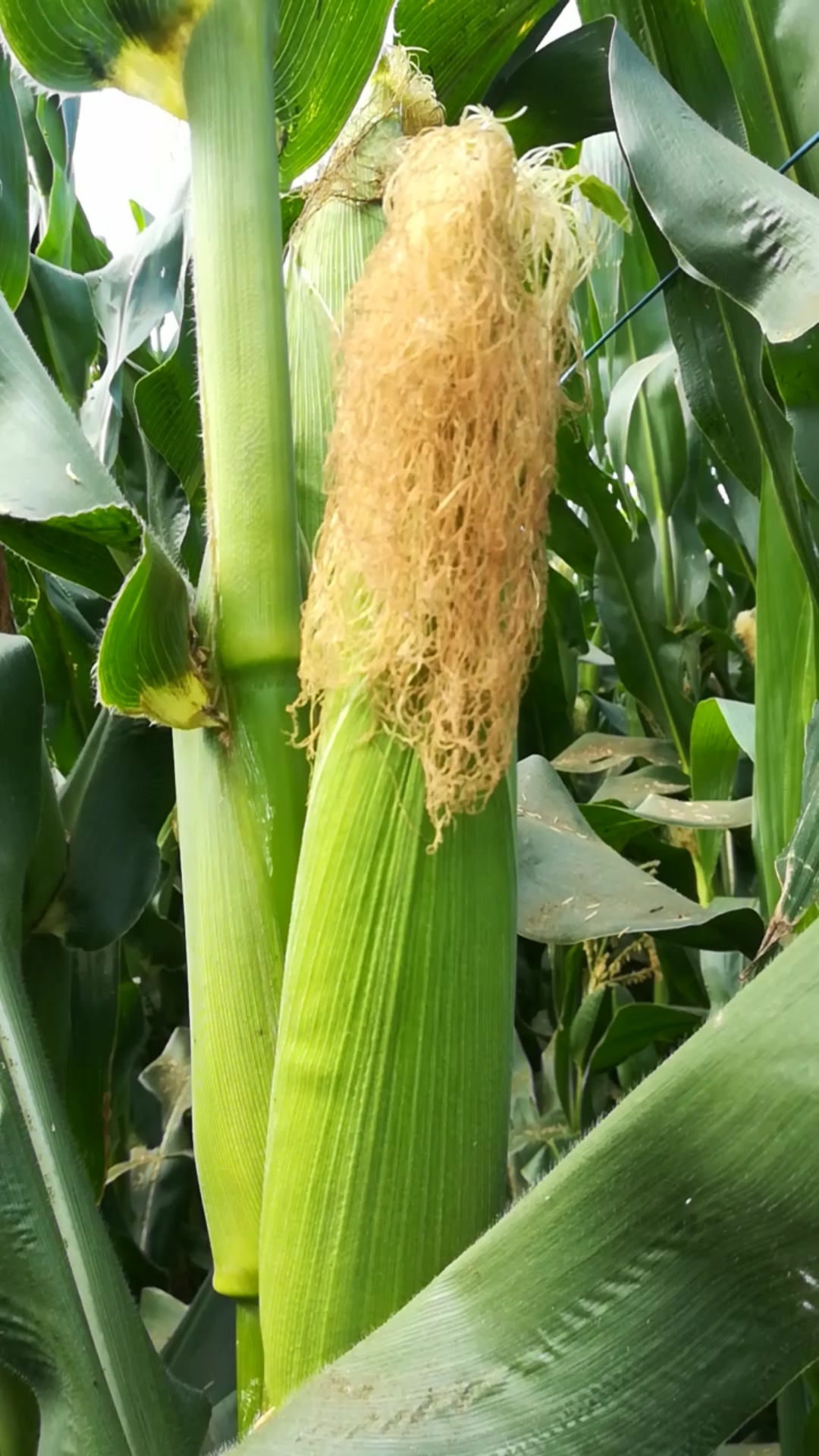 乡村生活#自家地里种的玉米