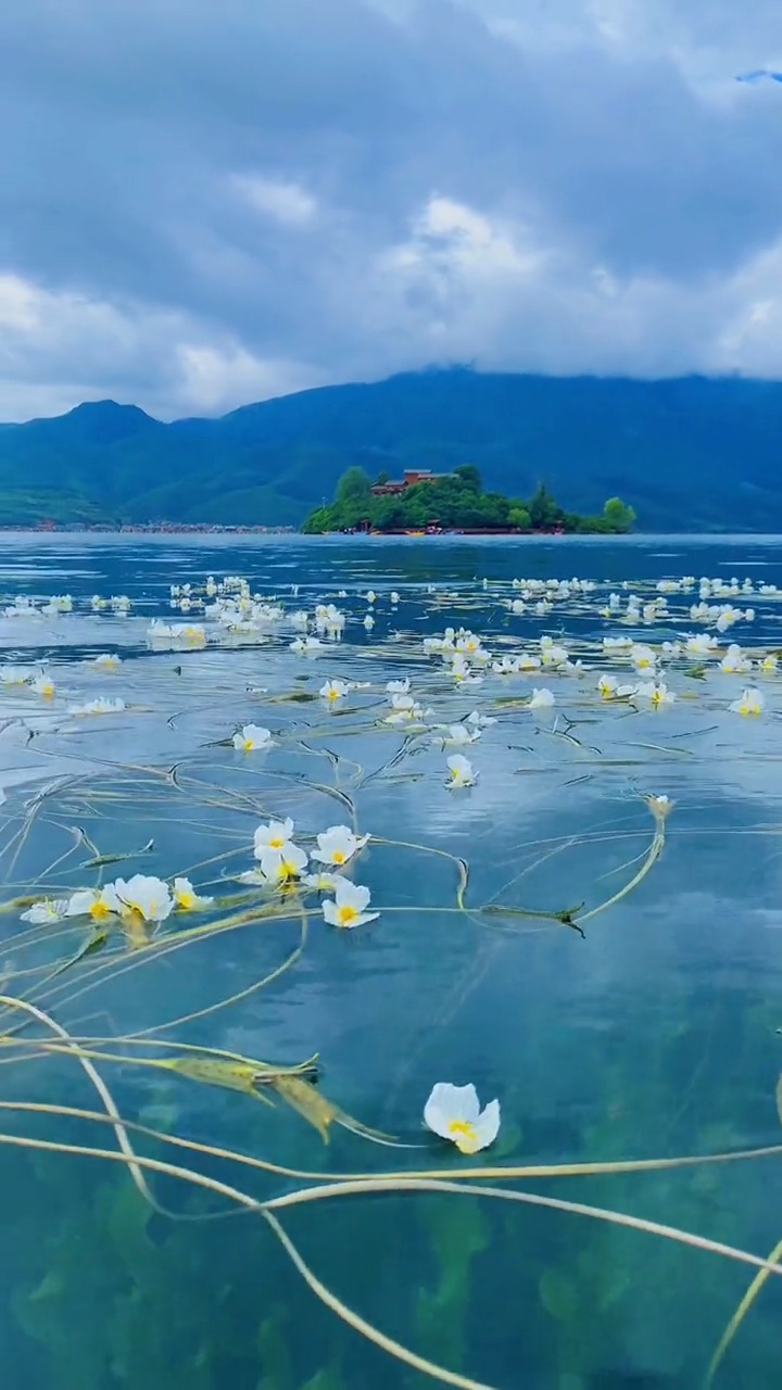 水性杨花开了,你们还在等什么,快带上你的小可爱来吧,水性杨花,泸沽湖