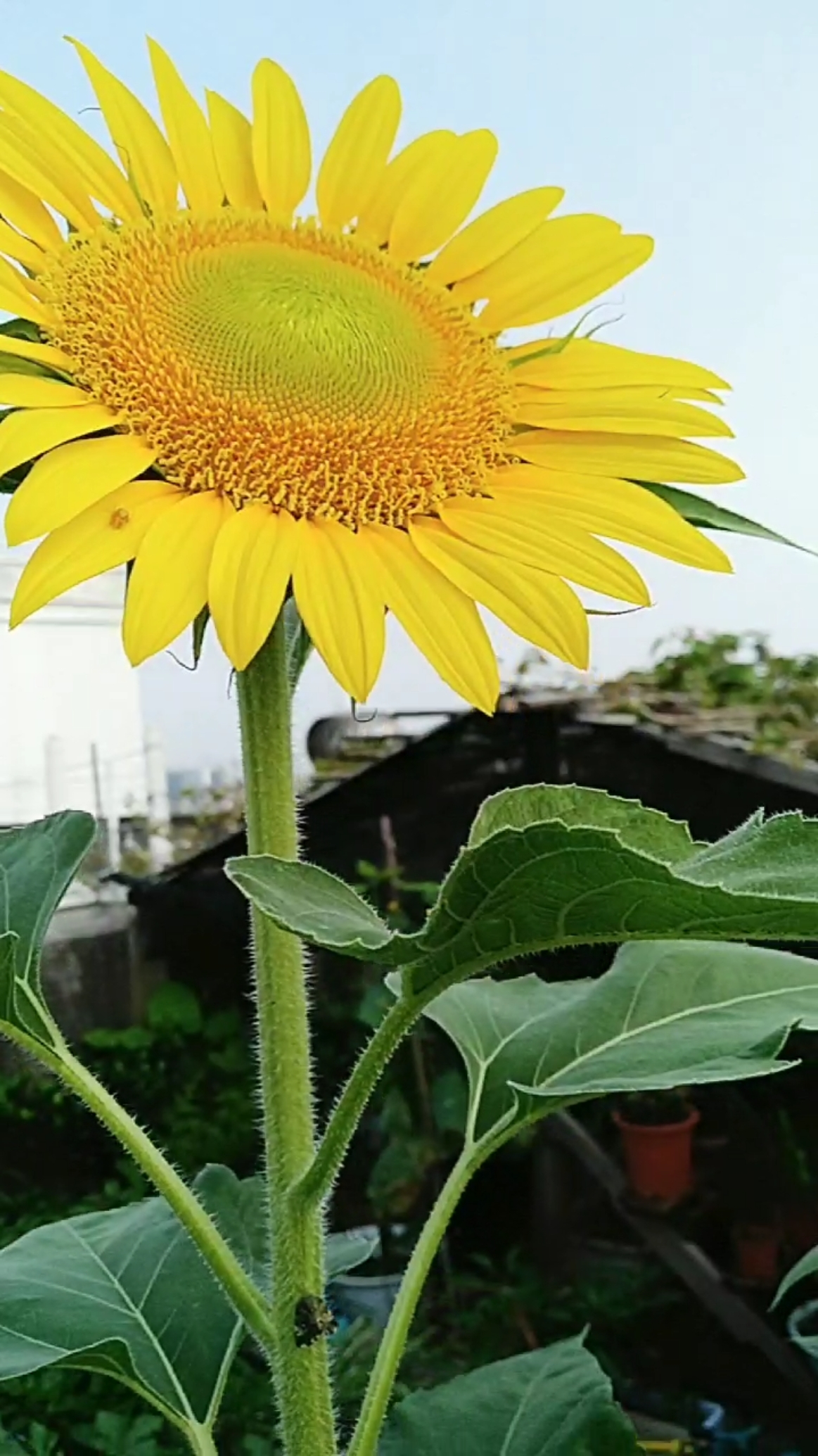 拍个向日葵我的手举的高高的才拍的到