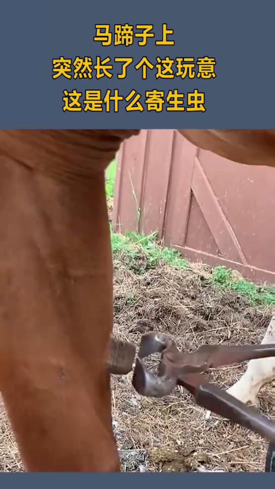 马蹄子上,突然长了这么个玩意,这是什么寄生虫