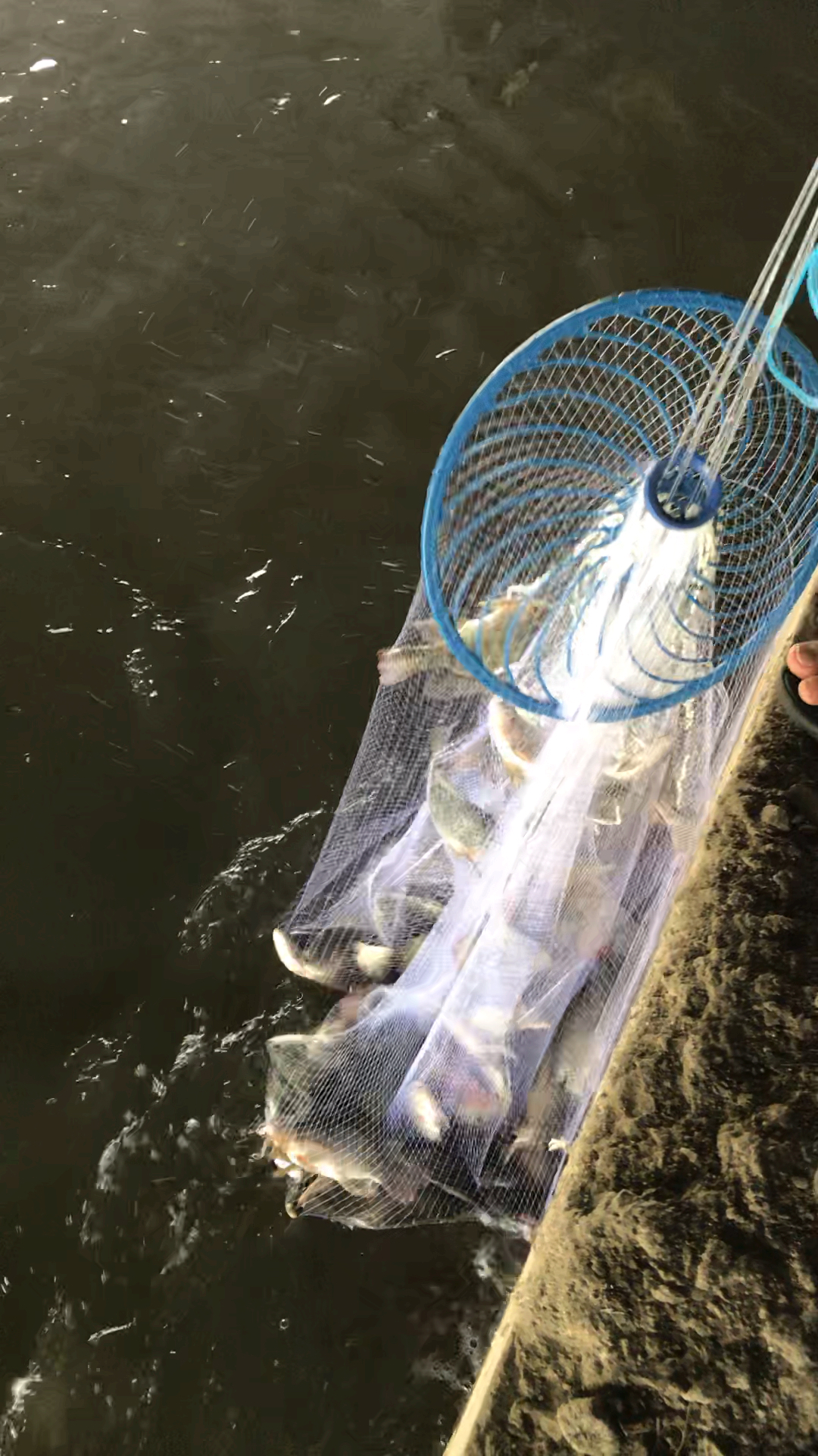 我一个人真的拉不起来这一网鱼!