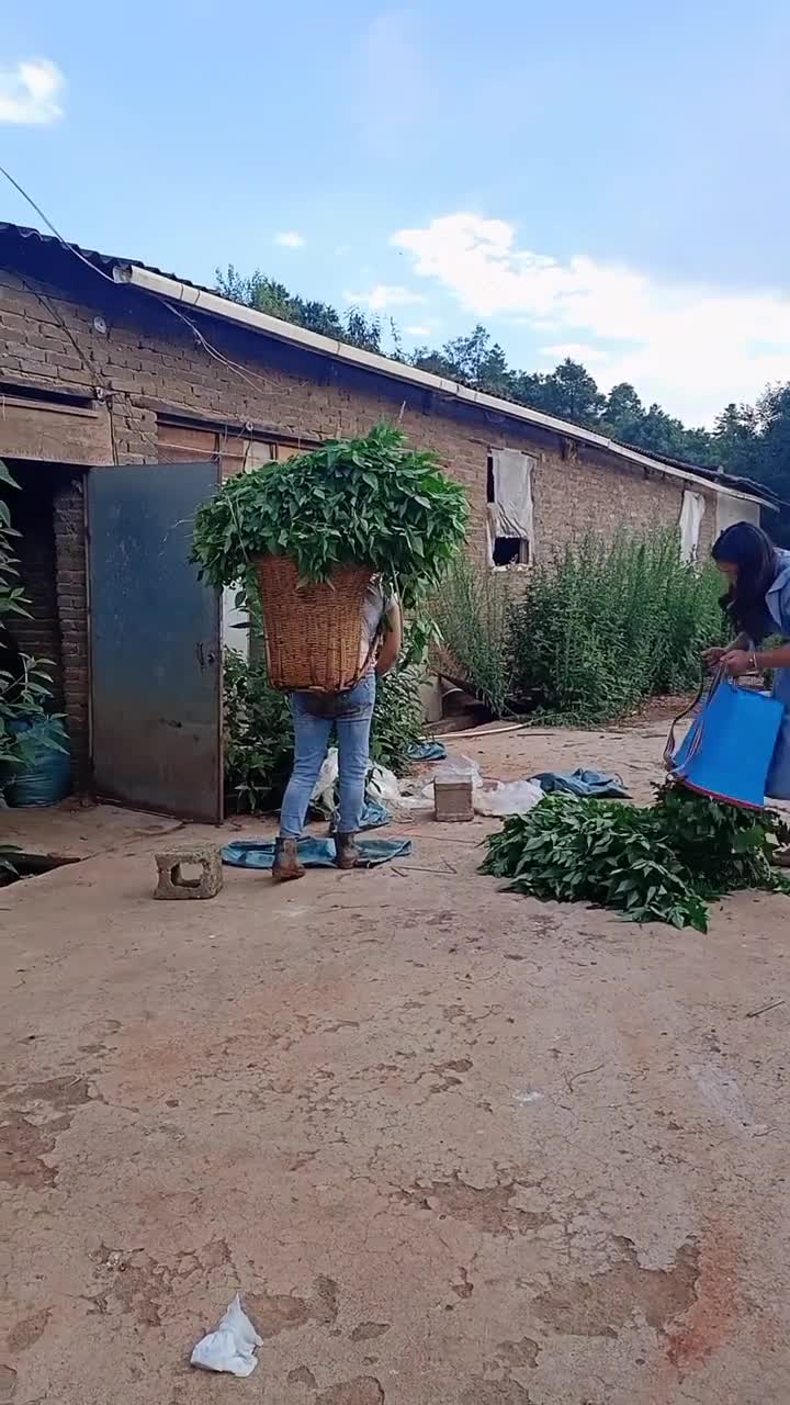 没有想到,现在为了猪能吃饱,随时下地割猪草