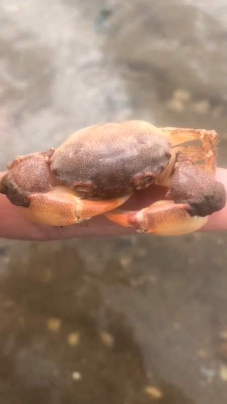 这只小螃蟹仿佛睡着了,这样安静的样子很美-度小视